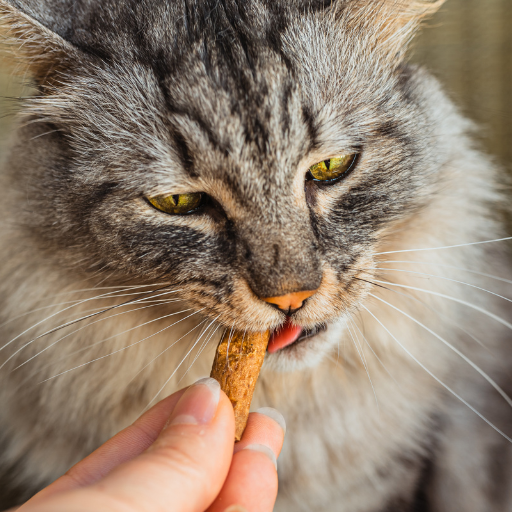 Suplementos para Gatos