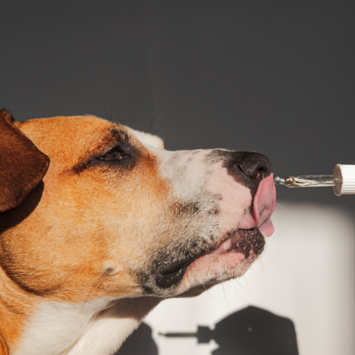 Suplementos para Perros