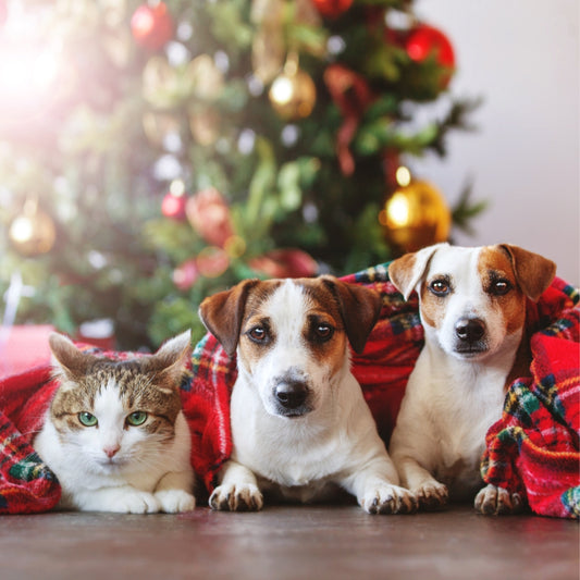 Preparando a tus Mascotas para una Navidad Tranquila: La Importancia de una Dieta BARF