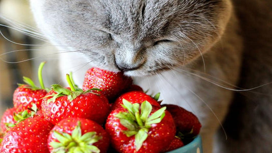 ¿Pueden los perros comer frutas? Frutas seguras y sus beneficios